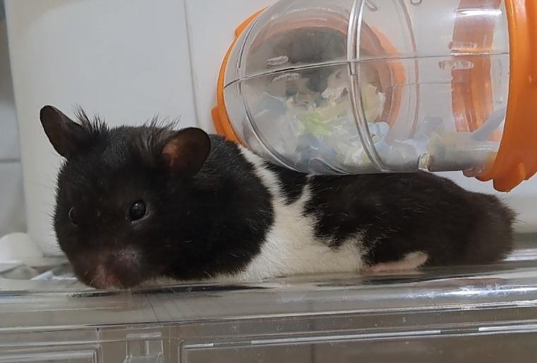這張照片是一隻黑白相間的倉鼠,它正趴在透明的籠子裡,看起來很可愛。