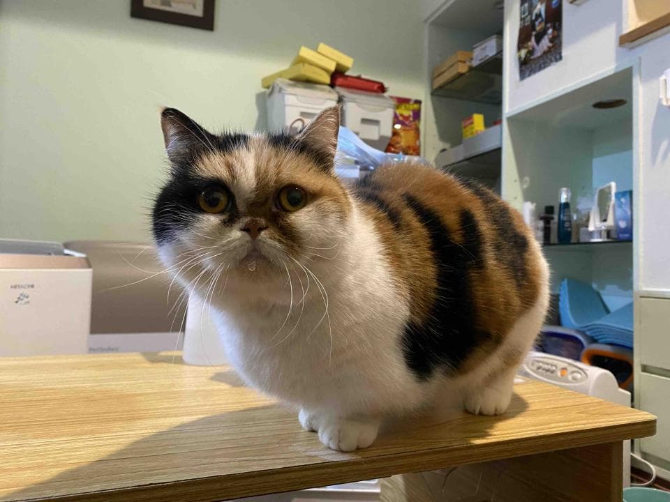 這張照片是一隻三色貓,它正坐在一張木桌上,看著鏡頭,牠的眼睛炯炯有神,牠的毛色是白色、黑色和棕色,牠的鼻子是粉紅色的,牠的嘴巴微微張開,牠的耳朵尖尖的,牠的尾巴很短。