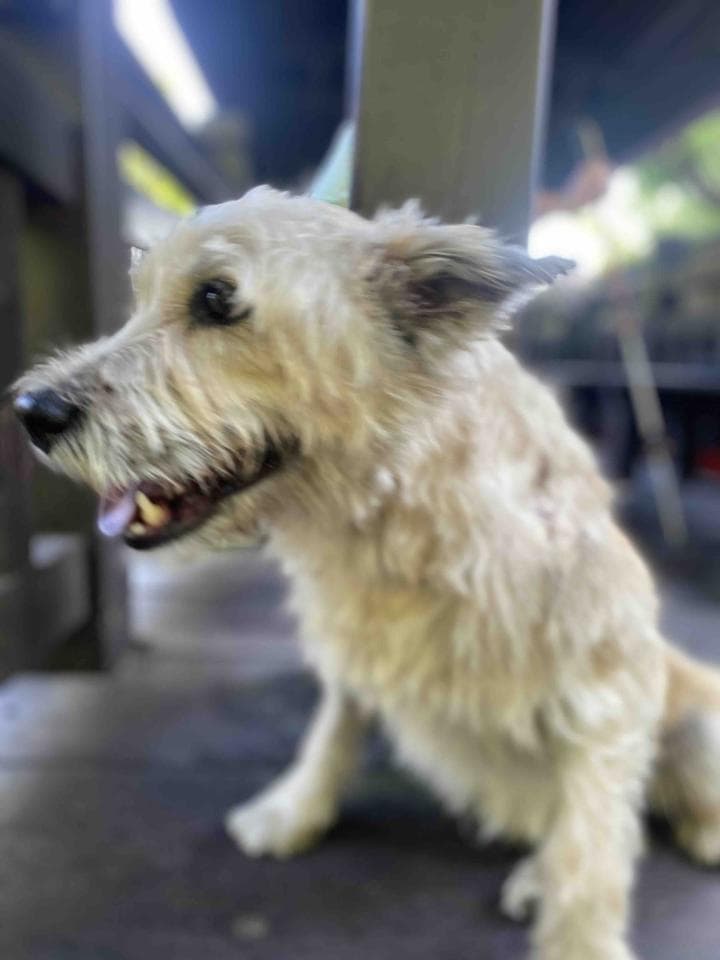 這張「狗狗」的照片是一隻可愛的奶油色小狗,牠的耳朵豎起來,眼神充滿好奇,嘴巴微微張開,露出粉紅色的舌頭。牠的毛髮蓬鬆柔軟,牠正坐在一個木頭的平臺上,看起來非常悠閒。