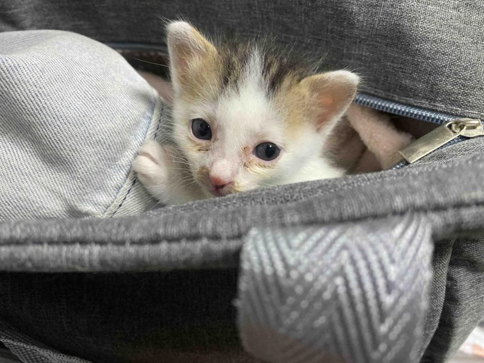 這張「小貓躲在灰色揹包裡」的照片是,一隻白色和黃色的小貓躲在一個灰色的揹包裡,露出頭和前爪,正看著鏡頭。