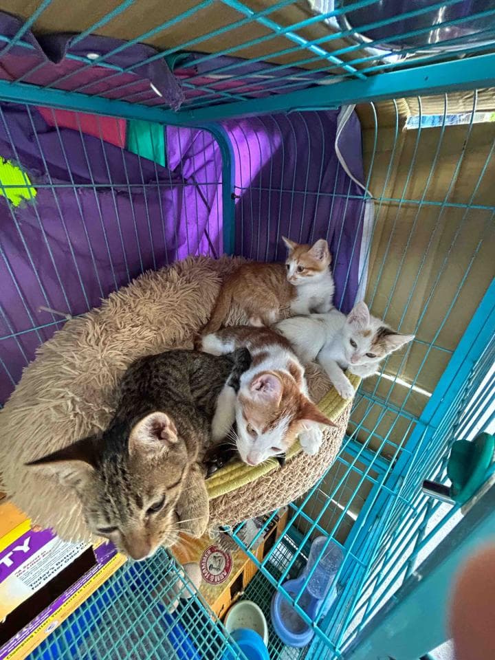 1) 照片顯示一隻大型貓咪和三隻小型貓咪在一個藍色的籠子裡,大型貓咪躺在一個棕色的床墊上,三隻小型貓咪圍繞著牠