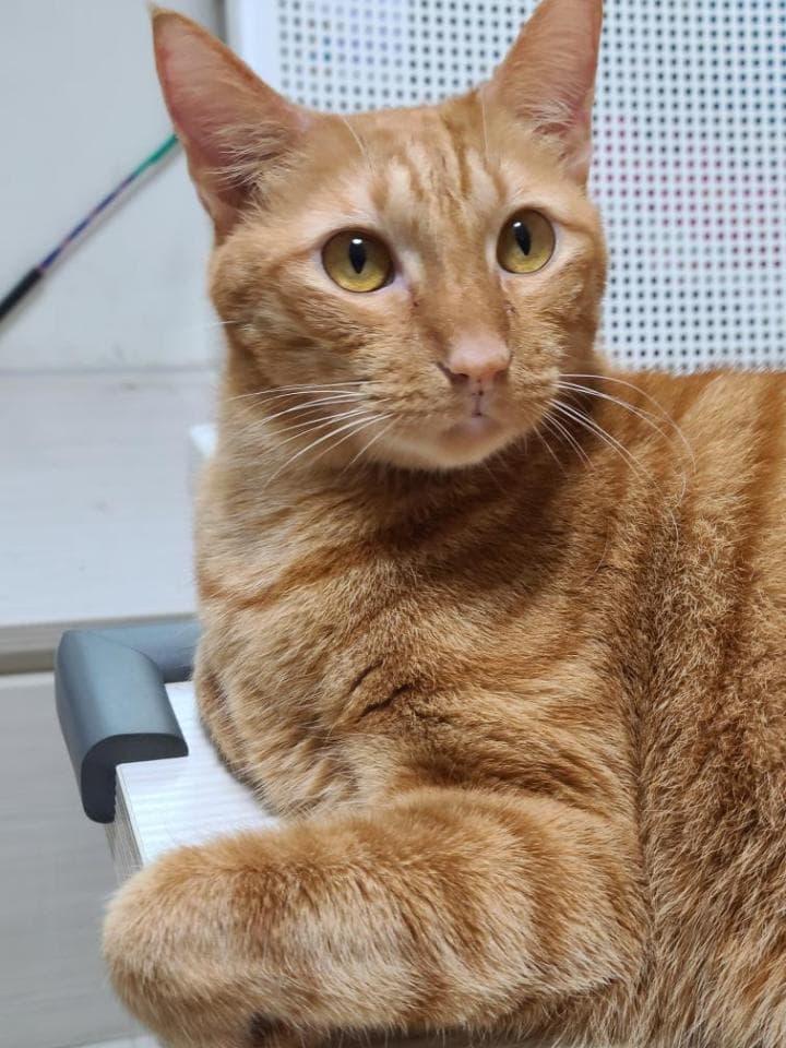 這張照片是一隻橘色的貓咪,牠正躺在一個白色表面上,牠的右前腳伸出來,並且看著鏡頭。牠的毛髮蓬鬆柔軟,顏色鮮豔。