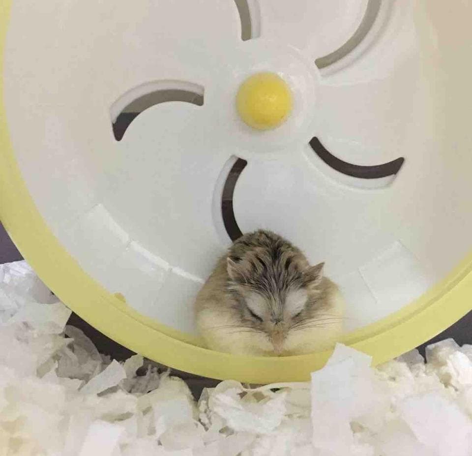 1) 照片中一隻倉鼠在它的跑步輪上睡覺