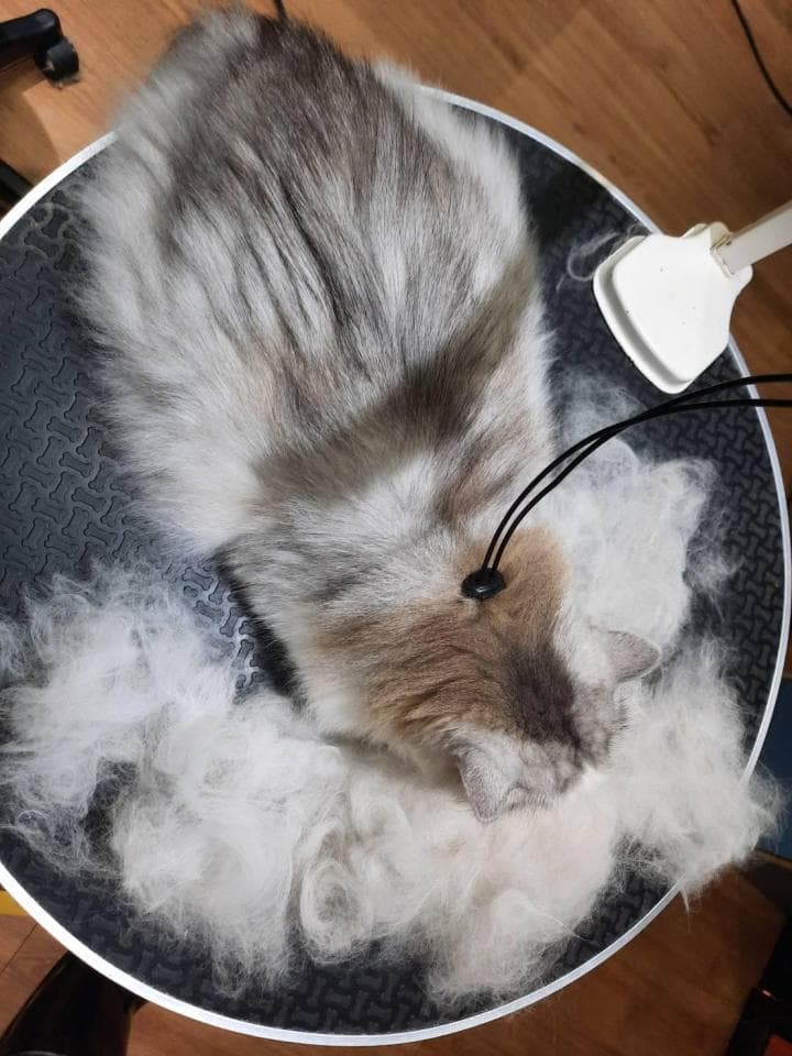 1) 照片顯示一隻灰白色貓咪正在使用寵物毛髮收集器,收集器上滿是貓毛