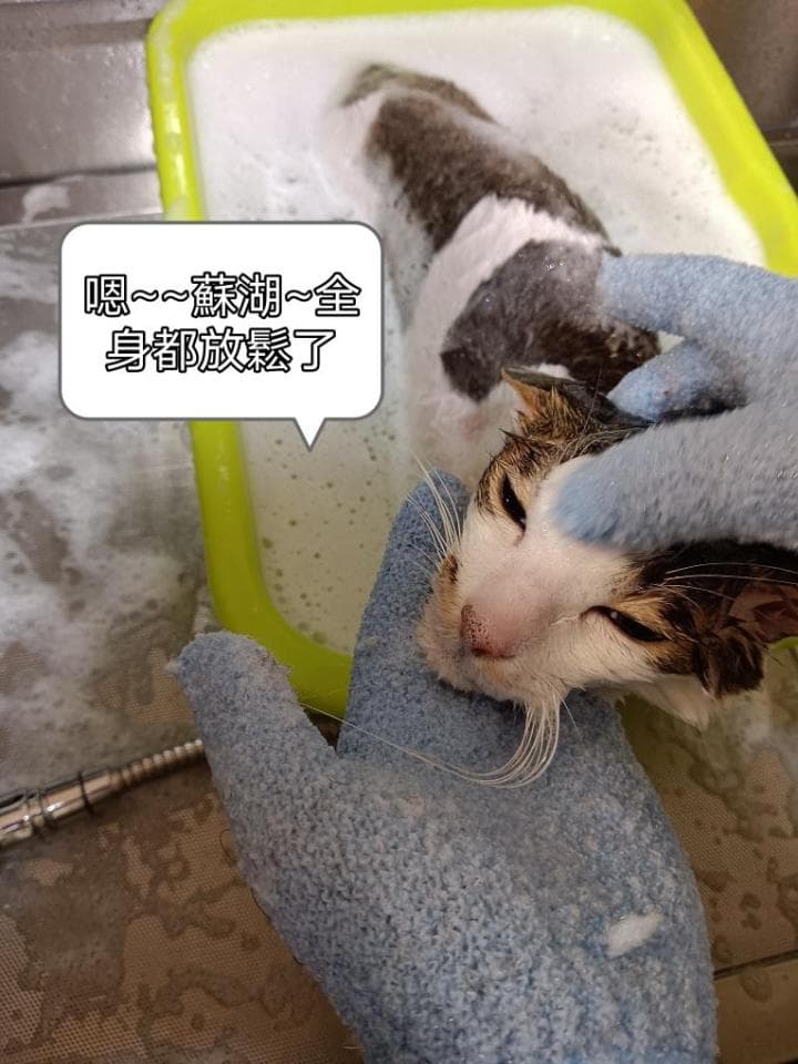 這張照片是一隻貓咪正在泡澡,它被藍色的毛巾包住頭,看起來很舒服。