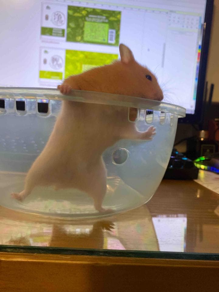 這張「一隻倉鼠在透明碗裡」的照片是。