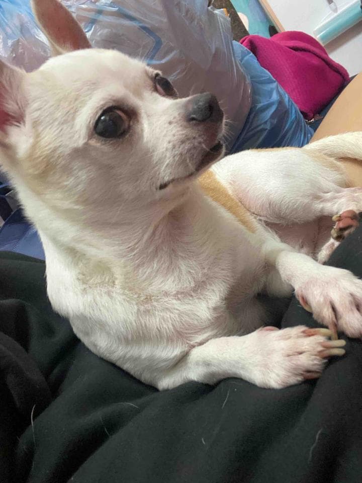 這張「一隻白色小狗」的照片是一隻小吉娃娃,牠躺在床上,頭抬起來,眼睛看著鏡頭。