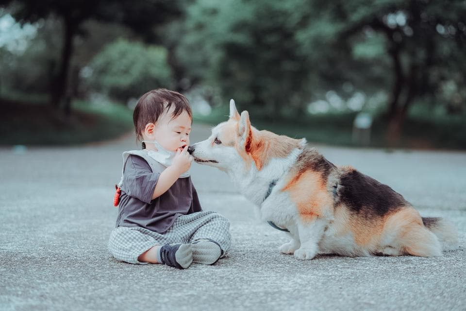 這張「小男孩和狗」的照片是一個穿著灰色衣服的小男孩和一隻棕色和白色相間的可愛小狗。 他們正在互相看著,小男孩的手指指向狗的鼻子。
