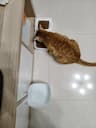 small_image