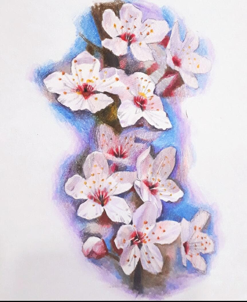 這張照片是一幅以彩色鉛筆繪製的櫻花圖,重點是盛開的櫻花,其花瓣潔白無暇,花蕊呈淡粉色,散發著淡淡的花香,讓人感受到春天的美好。