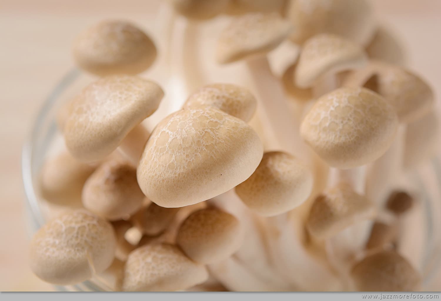 這張「蘑菇」的照片是一堆顏色很淺的蘑菇,它們看起來非常新鮮。