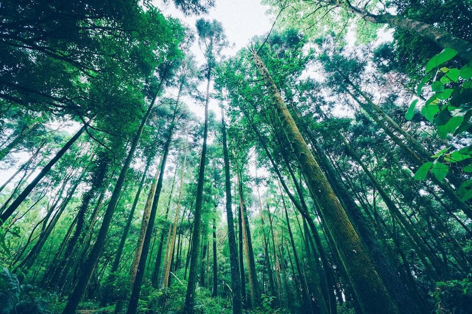 這張「樹林」的照片是一個茂密的森林,樹木高聳入雲,陽光透過樹葉照射下來,形成一道道光束。