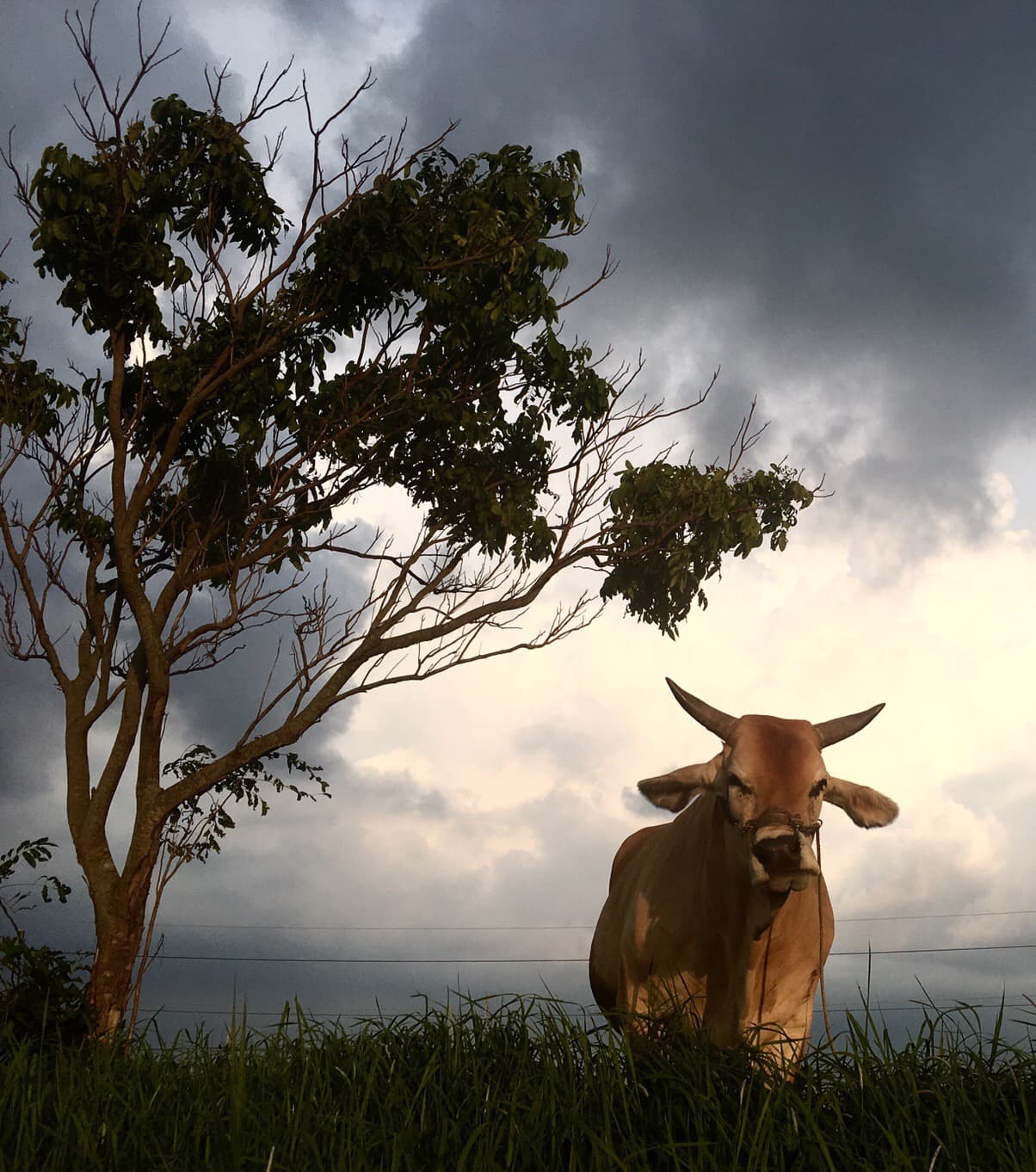 這張「牛在樹下」的照片是一頭牛站在一棵樹下,天空有些陰暗。