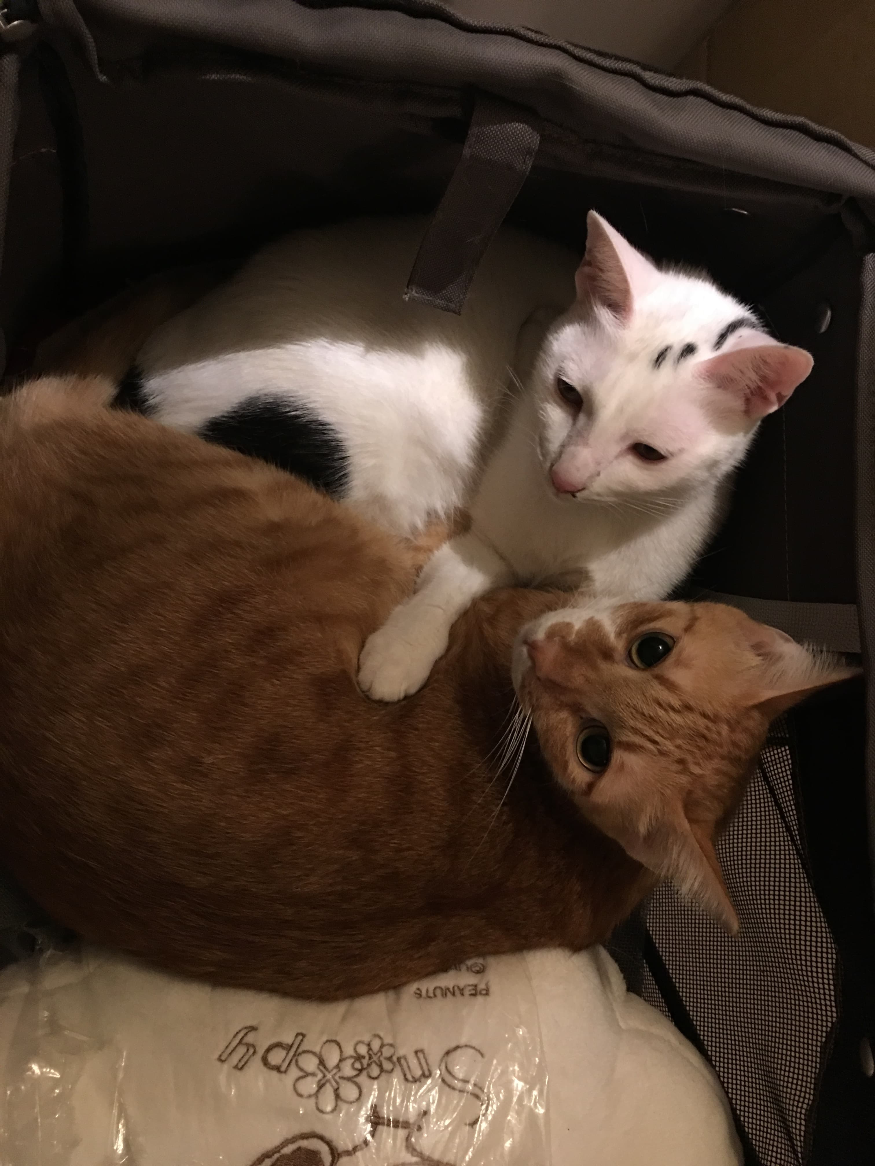 1) 照片顯示一隻白色貓咪和一隻橘色貓咪擠在一個黑色的袋子裡面,看起來像是在寵物箱裡面
