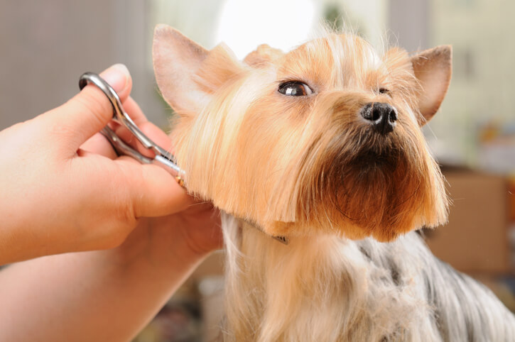 寵物最常需要修剪的部位有眉毛、耳朵內側以及頭部等容易遮住視線的地方。