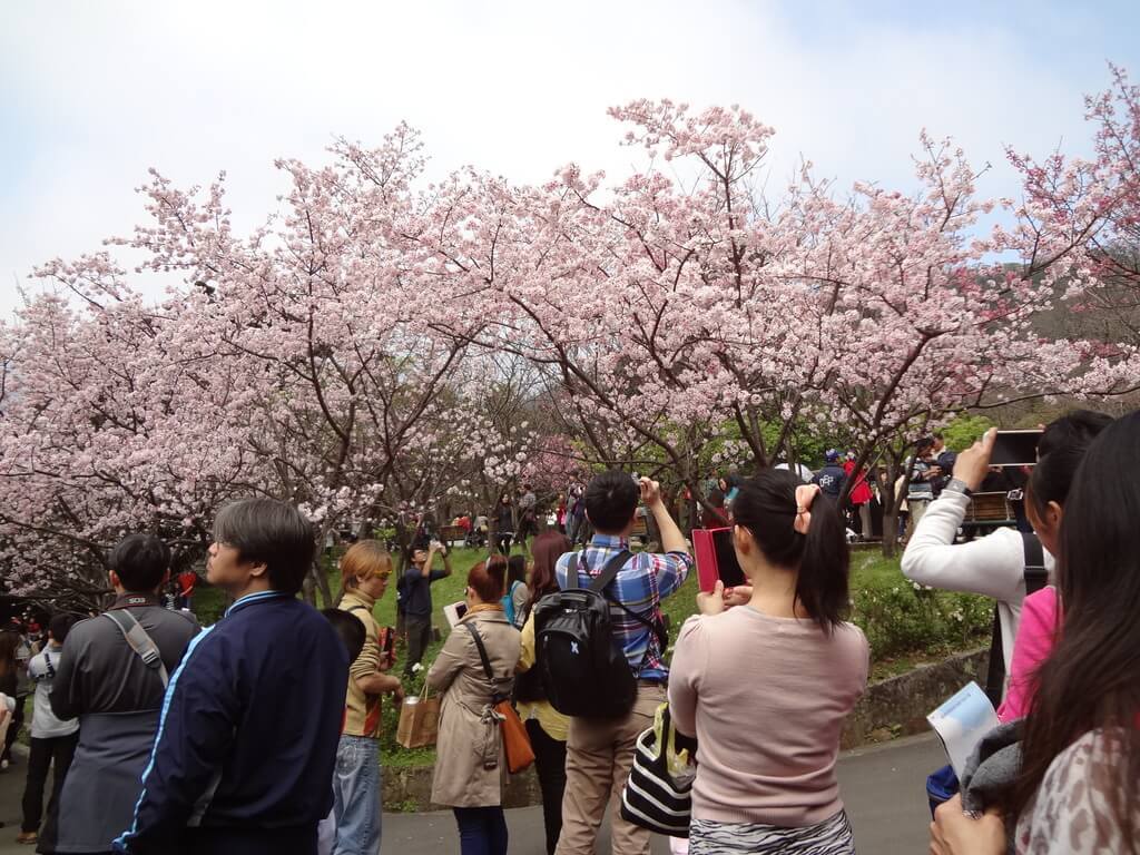 陽明山櫻花季