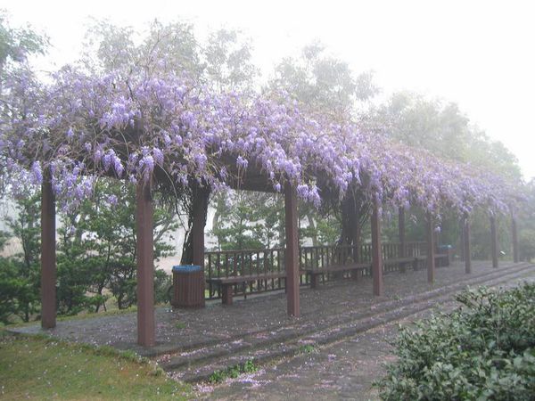 浪漫仙氣紫藤花