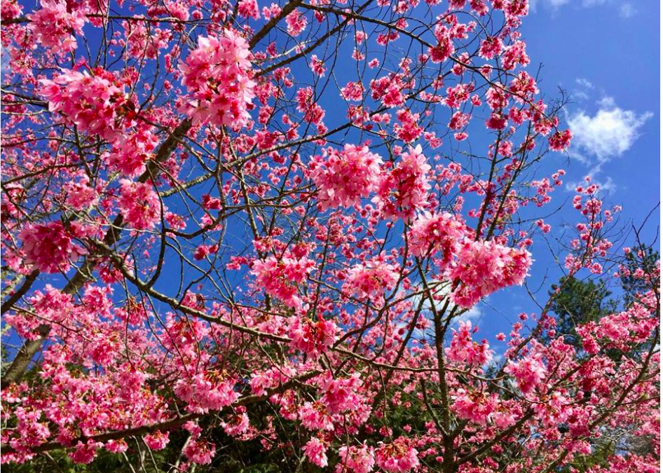 櫻花、風鈴木、紫藤花—春天12處花季賞花景點特搜