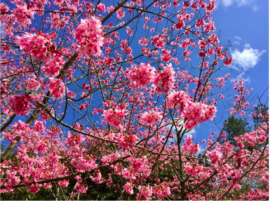 櫻花、風鈴木、紫藤花—春天12處花季賞花景點特搜